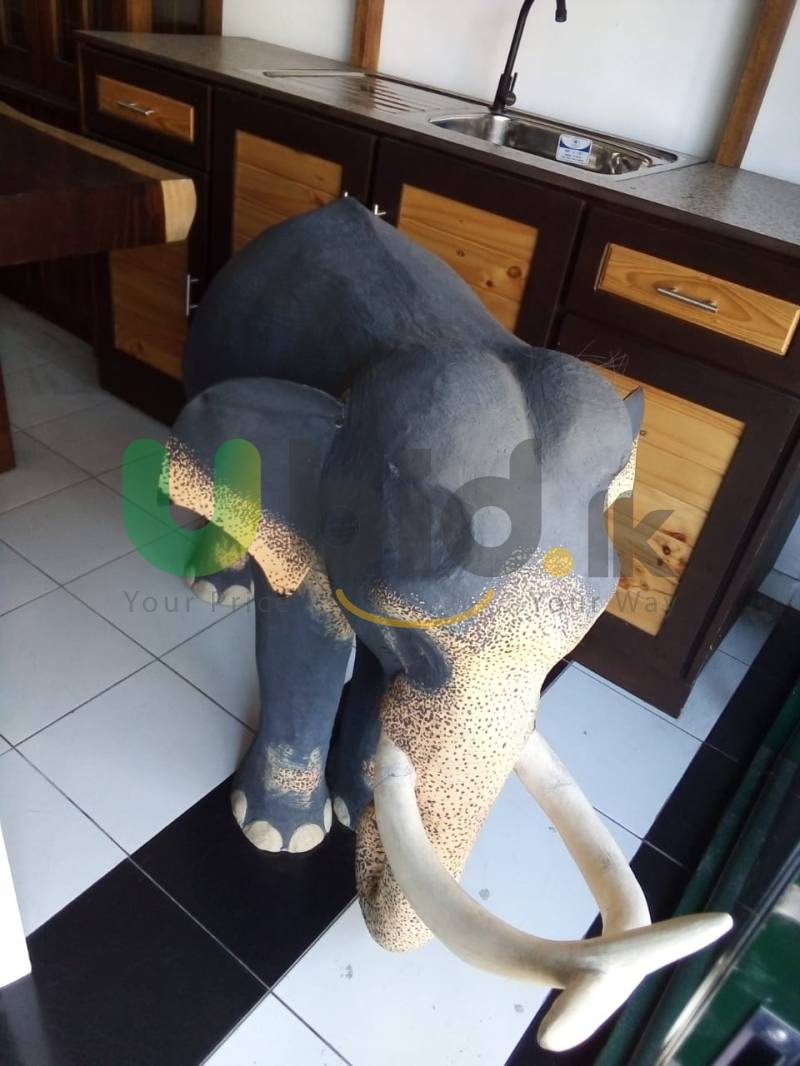 Elephant 