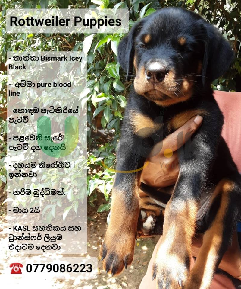 Rottweiler Puppies 