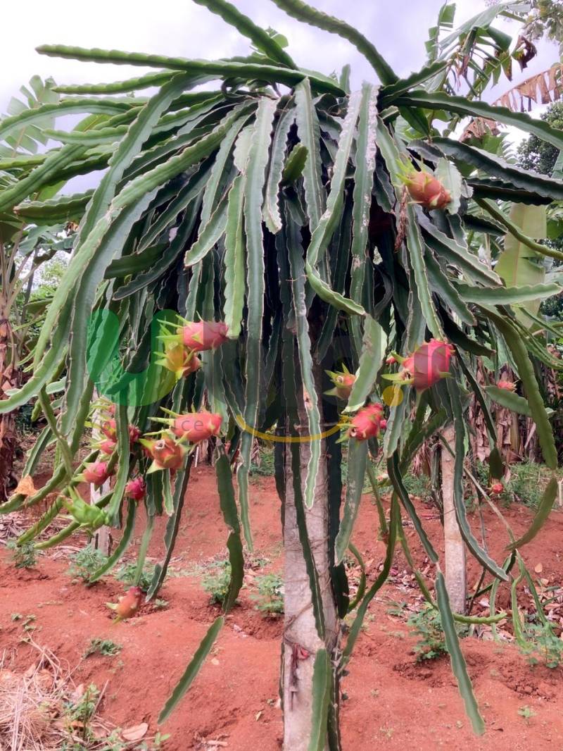 SERENITY GREEN GARDENS KURUNAGALA POTHUHARA 