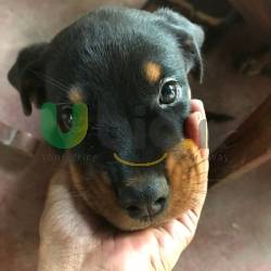 Rottweiler Puppies 